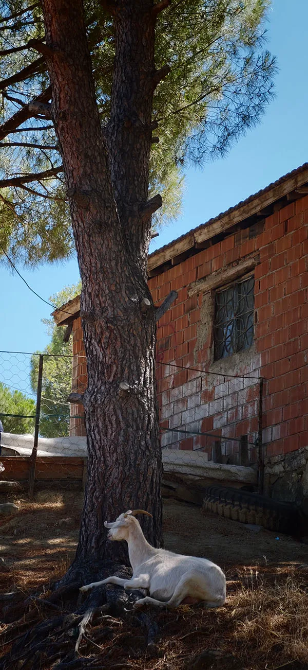 Keçi