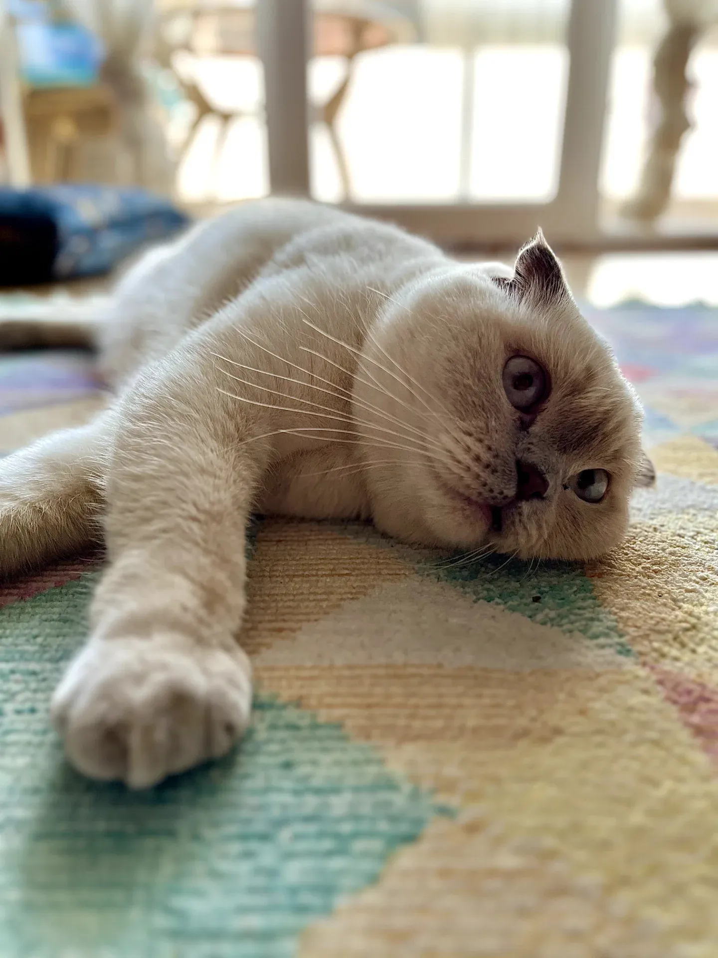 Maya